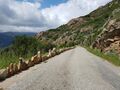 Corse 039